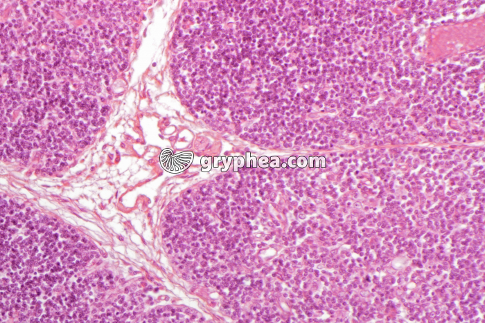 Thymus jeune x100 - gryphea.com